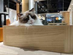 -藏猫猫咖啡主题馆(中央大道店)