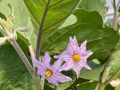 -海堤葡萄园中小学生研学基地