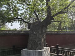 -天宁寺