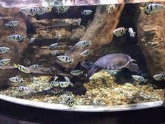 -迪拜水族馆及水下动物园