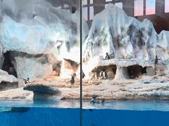 -帝企鹅自助餐厅•儿童岛•真企鹅(长隆企鹅酒店)