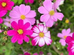 -天适樱花悠乐园