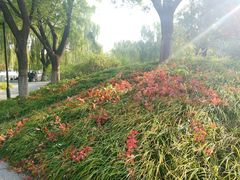 -丰台花园