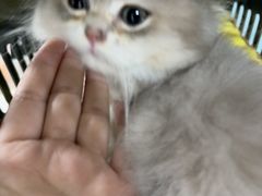 -佳雯宠物医院·皮肤科·内外科(春晓路分院)