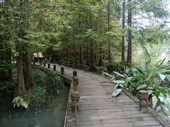 -桤木河湿地公园