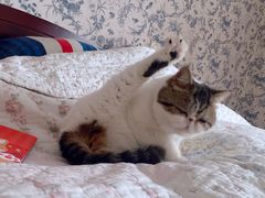 -治愈系甜品The Soothing Dessert(科海大楼店)