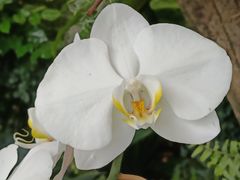 -中国科学院华南植物园