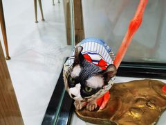 -糯米喵星人·撸猫猫舍咖啡馆(西市场嘉华店)