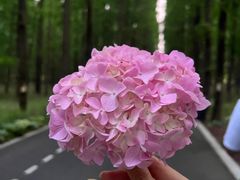 -东平国家森林公园