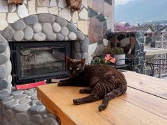 -喵屿·大理花园猫咖