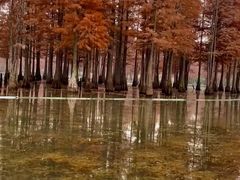 -白鹭湾湿地公园