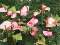 -上海鲜花港