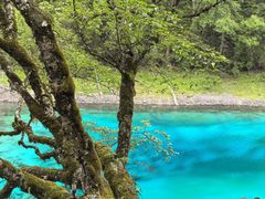 -乡土特色.冷锅鱼.牦牛肉汤锅