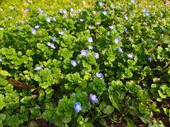 -蜀冈西峰生态公园