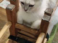 -猫猫幼稚园·撸猫·桌游·电玩