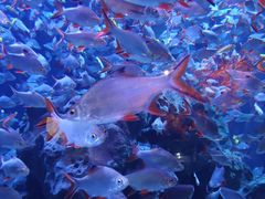 -成都浩海立方海洋公园