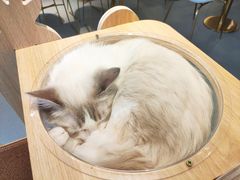-飞行喵MR PILOT|猫舍·猫咖(静安大融城店)