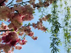 -南汇桃花村