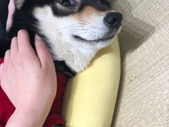 -逗柴咖啡屋·狗咖猫咖宠物桌游