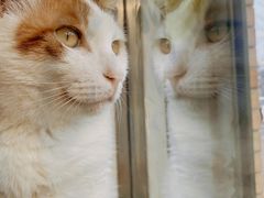 -平行世界·猫咖(首经贸店)