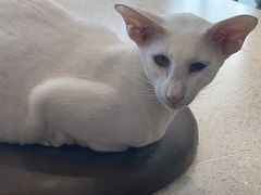 -飞行喵MR PILOT|猫舍·猫咖(静安大融城店)