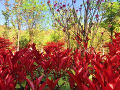 -渭南桃花源民俗文化园