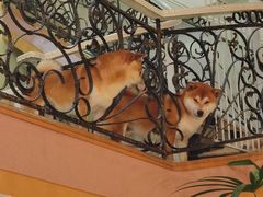 -喜柴咖啡·柴犬狗咖