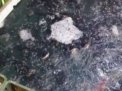 -旭龙鱼头王(航华店)