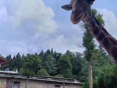 -贵州森林野生动物园