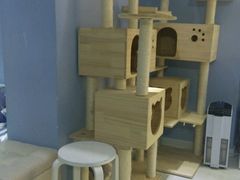 -喵的天空名猫咖啡馆·撸猫·猫舍·用品