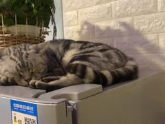 -平行世界·猫咖(首经贸店)