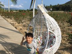 -亚龙湾国际玫瑰谷