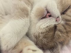 -瑞派长江宠物医院·猫科·外科·24小时夜护(谊城公寓分院)