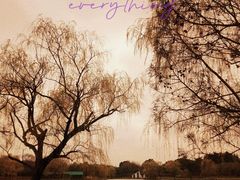 -上海共青森林公园