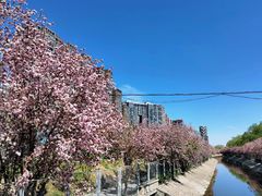 -海棠花溪(元大都城垣遗址公园)