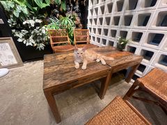 -自由生长植物工作室(深港花卉中心店)