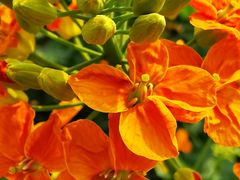 -中国天府农业博览园