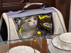 -伟伟宠物医院·瑞派猫友好医院·猫科(光谷店)