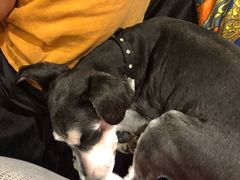 -more than meow吴止猫主题餐厅(承德 中船汇店)