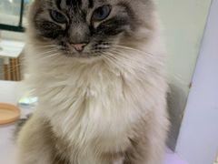 -喵的天空名猫咖啡馆·撸猫·猫舍·用品