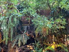 -Fern Forest Cafe