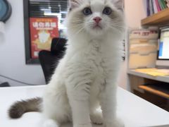 -御宝贝·A梦猫科宠物医院(国际猫友好医院)