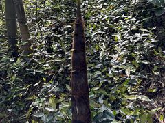 -西湖风景区十里琅珰-五云山