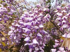 -陶祖圣境风景区