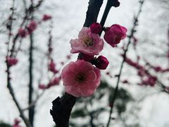 -无锡梅园公园