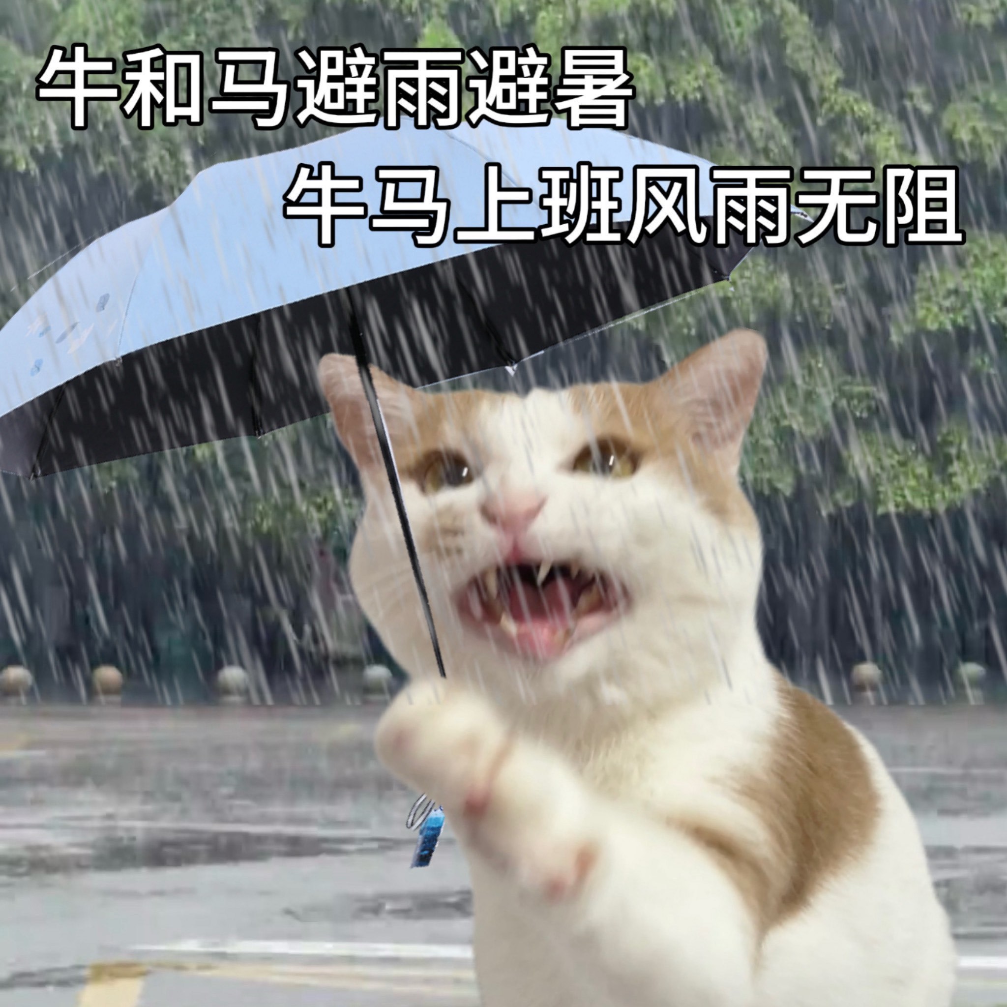 神机妙算打一个动物(神机妙算的动物有哪些)