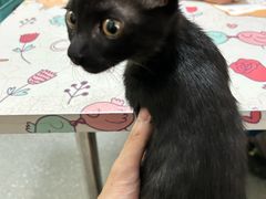 -伟伟宠物医院·瑞派猫友好医院·猫科(光谷店)