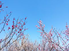 -无锡梅园公园