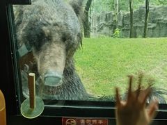 -北京野生动物园