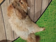 -爪爪喵星球·猫舍(卓悦中心店)